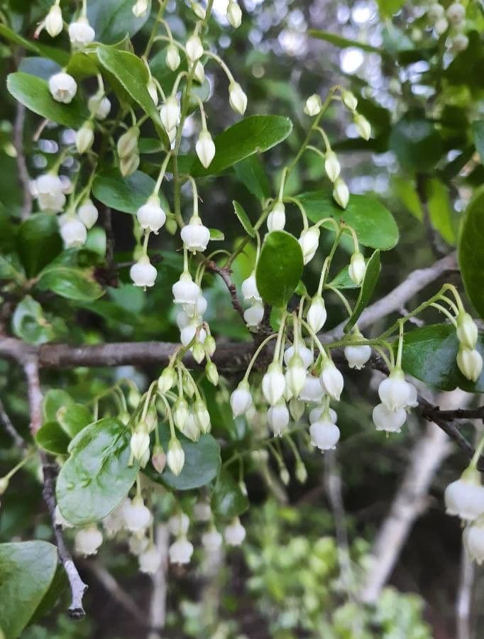 Vaccinium stamineum