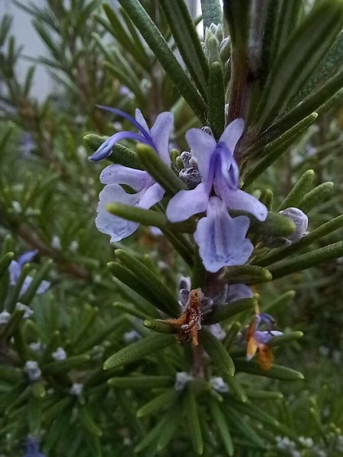 Salvia rosmarinus