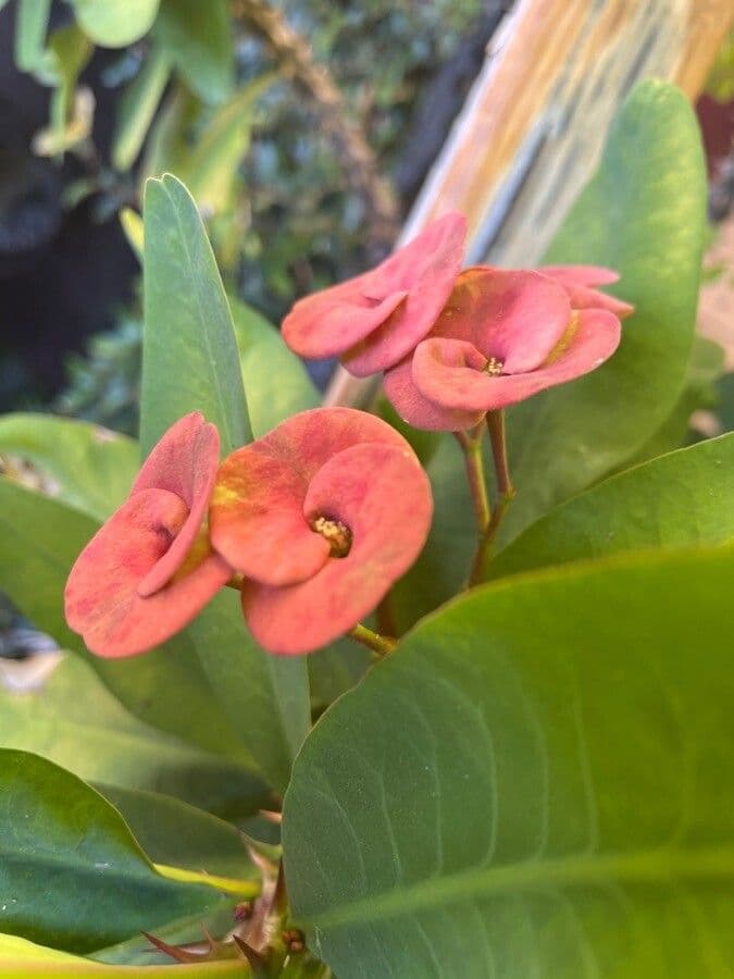 Euphorbia milii