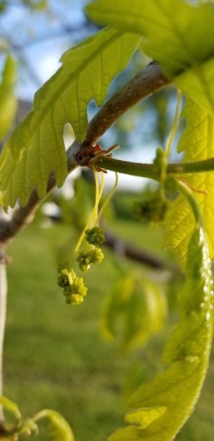 Quercus alba