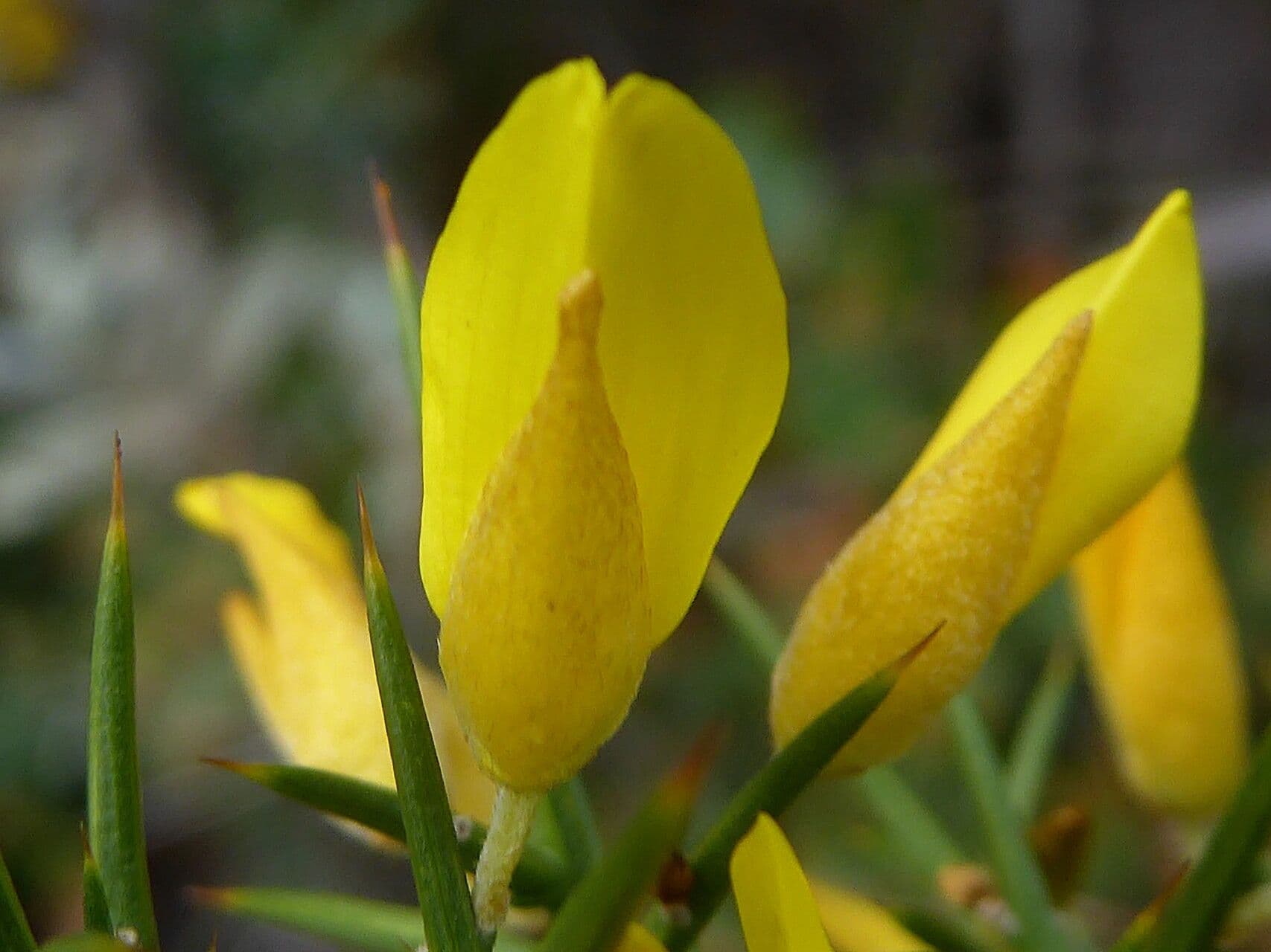 Ulex parviflorus