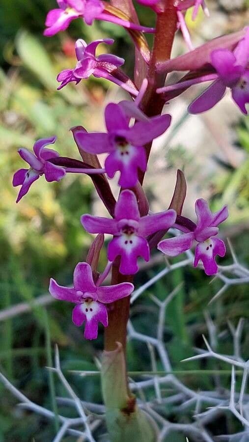 Orchis quadripunctata