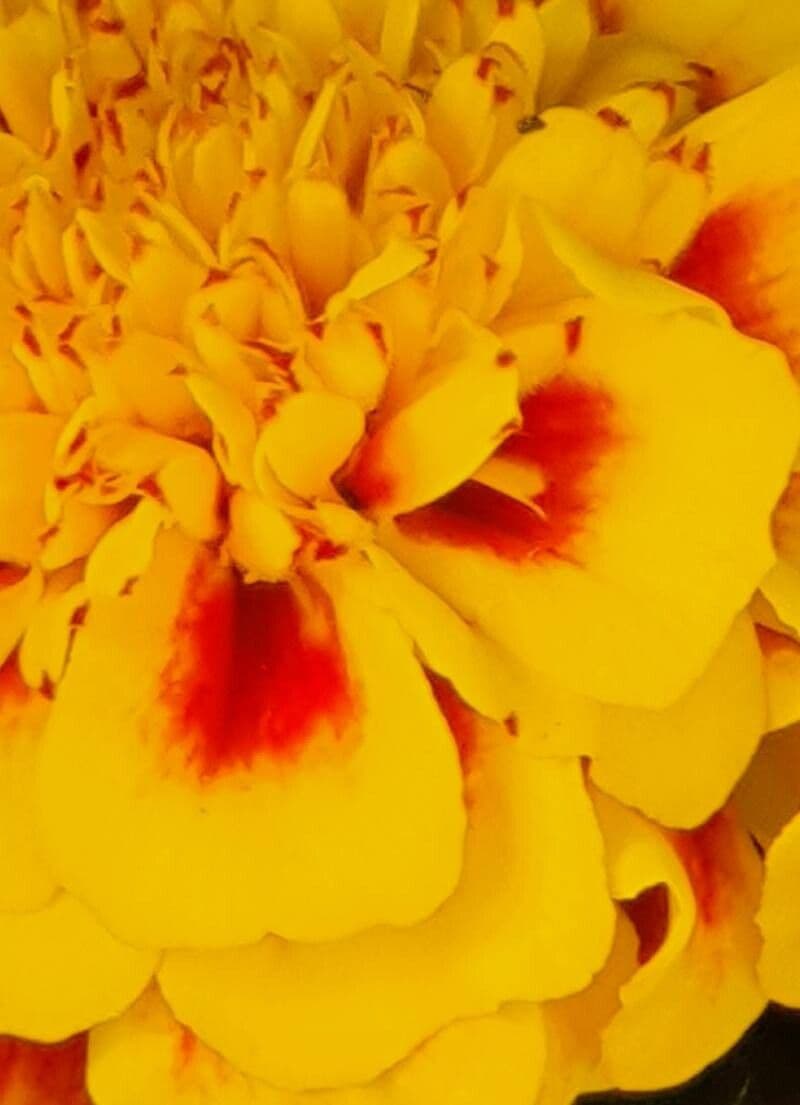 Tagetes erecta