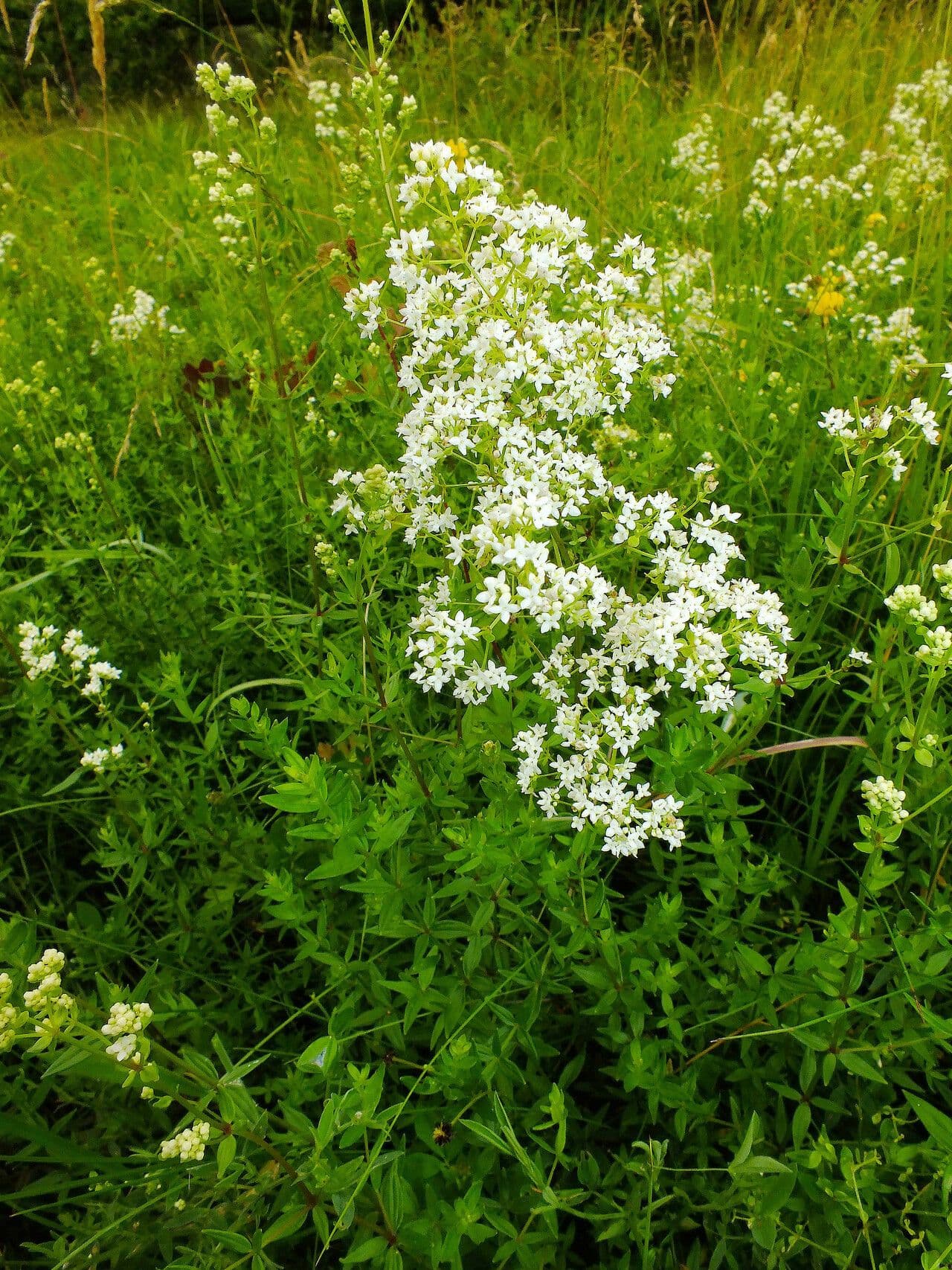 Galium boreale