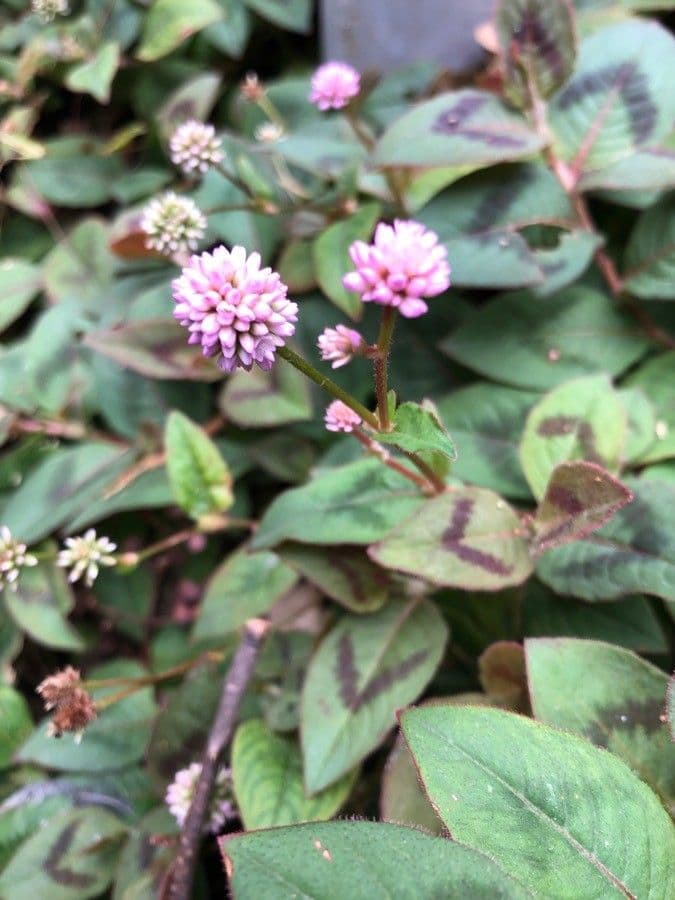 Persicaria capitata