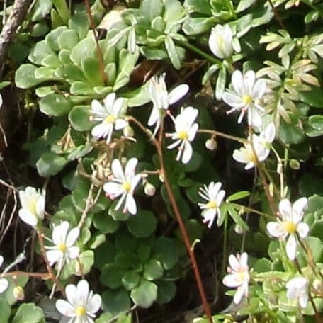 Saxifraga cuneifolia