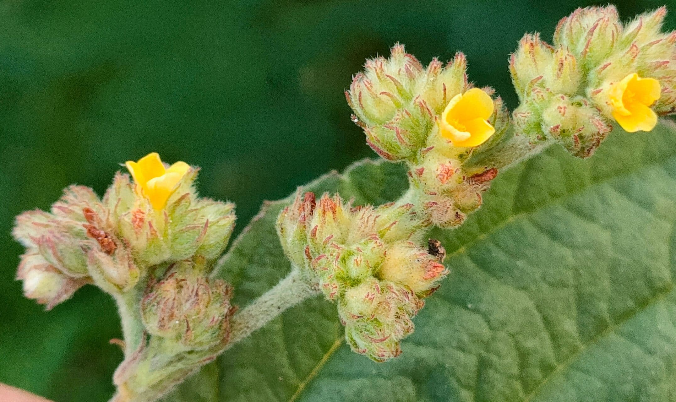 Waltheria indica