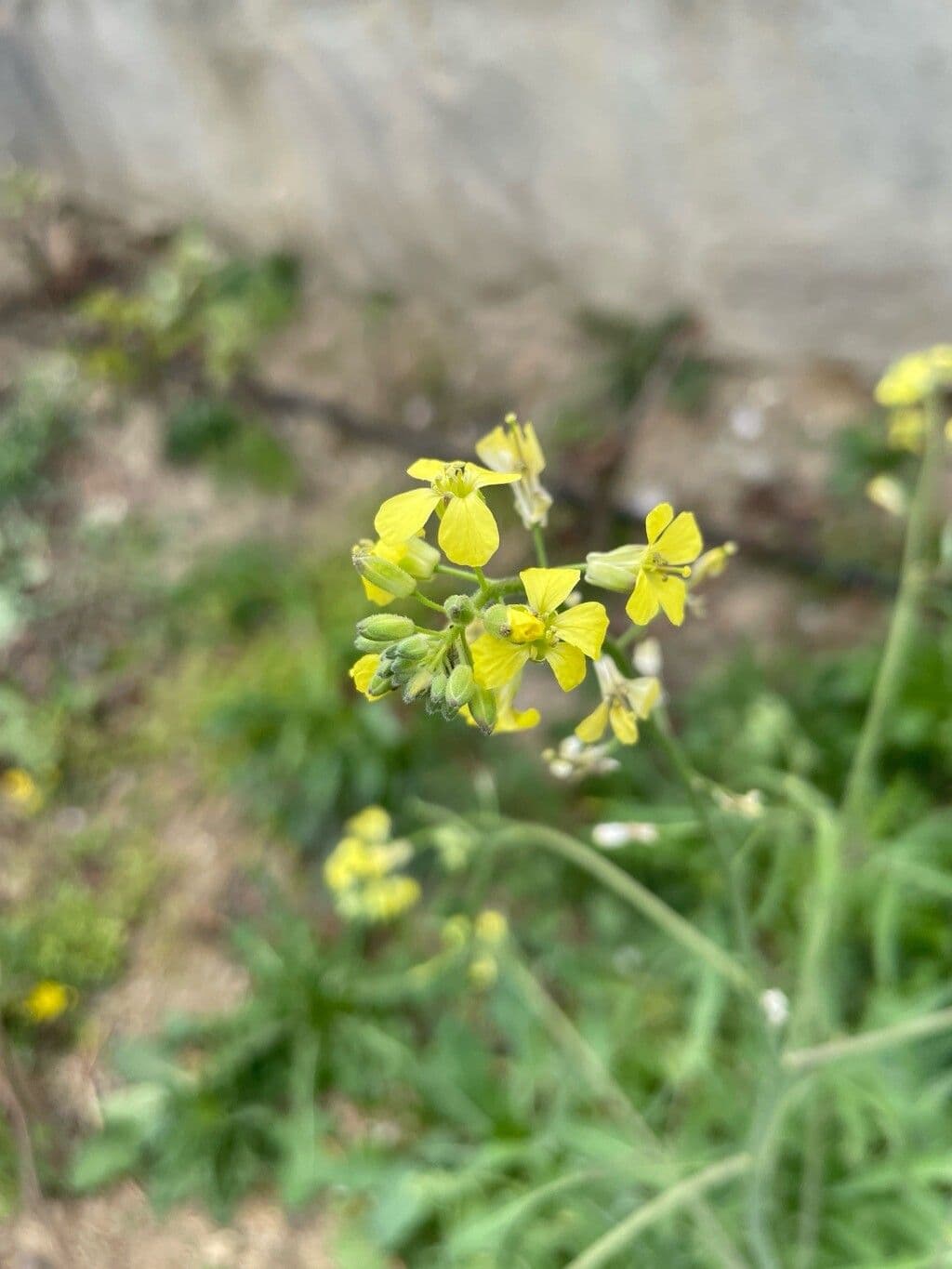 Sisymbrium orientale