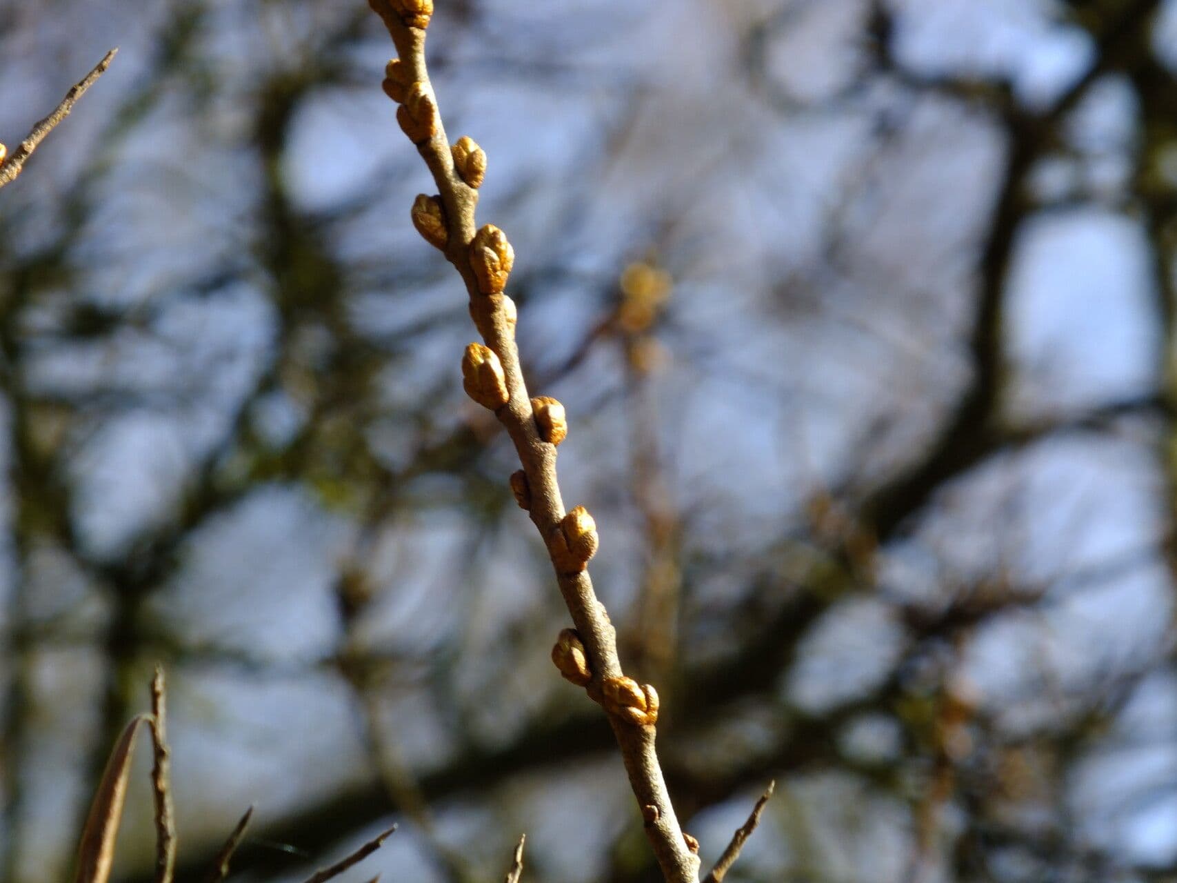 Hippophae rhamnoides