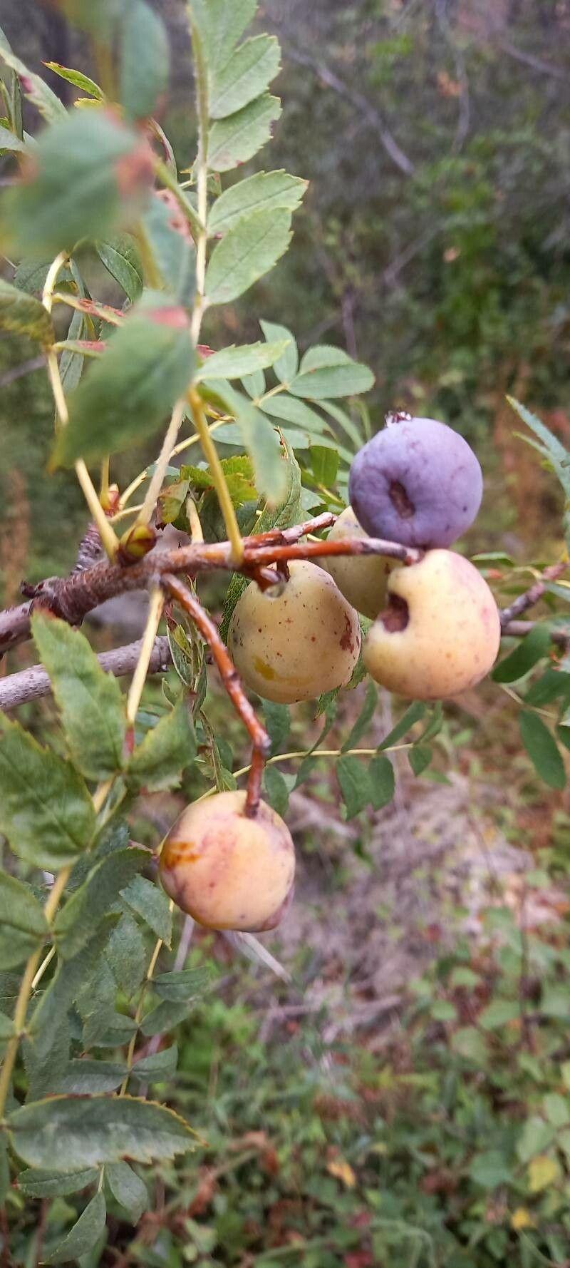 Zanthoxylum capense