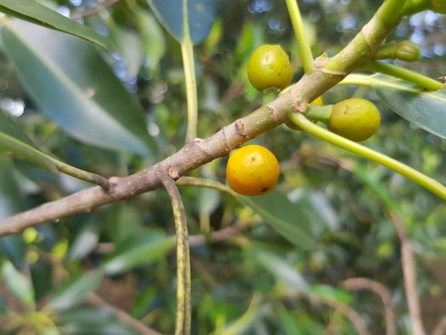 Ficus aurea