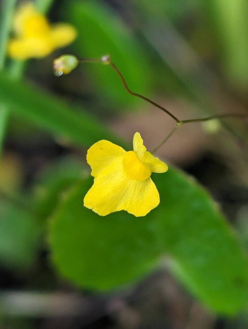 Utricularia subulata