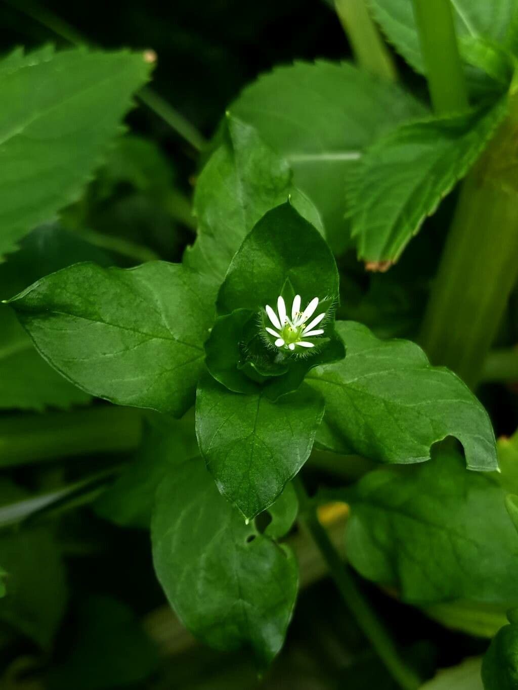 Spergula pentandra