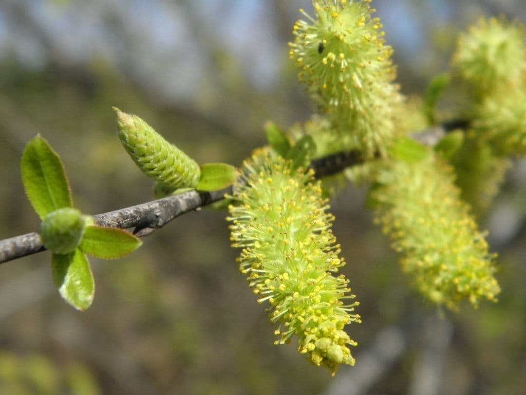 Salix caroliniana