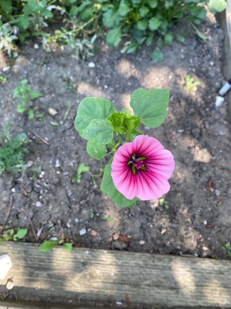 Malope trifida