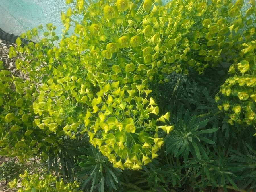 Euphorbia characias