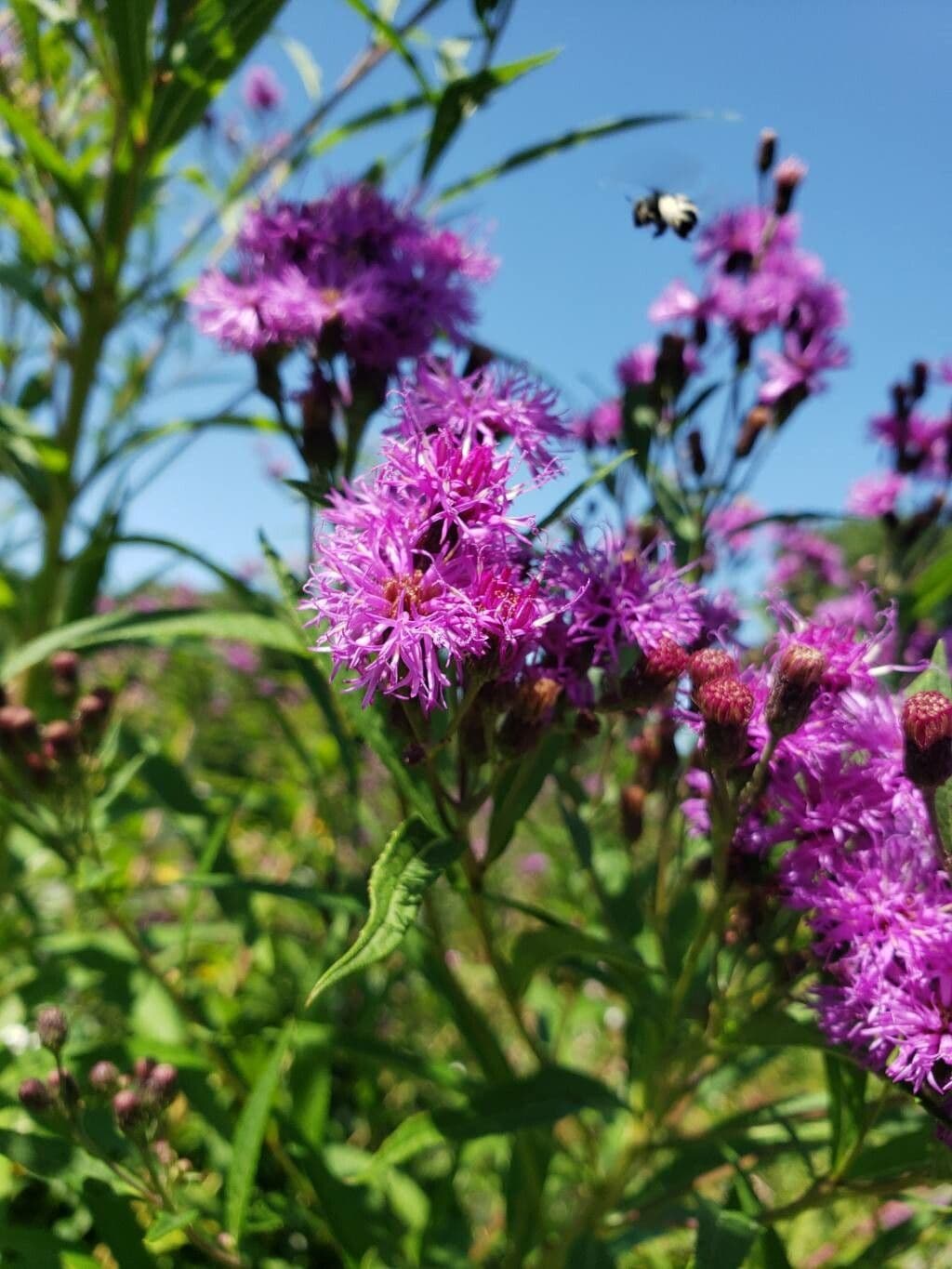 Vernonia noveboracensis