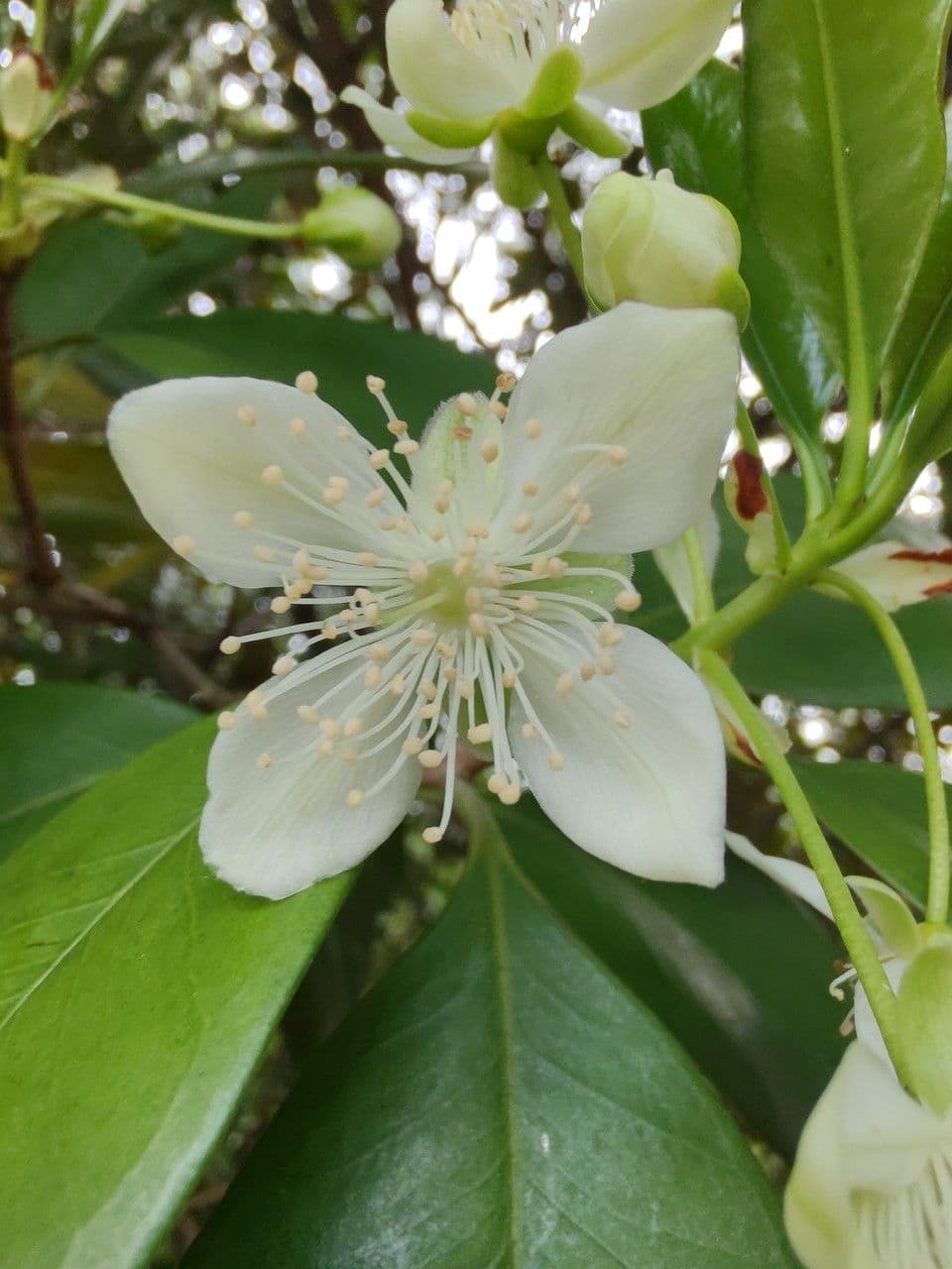 Eugenia brasiliensis