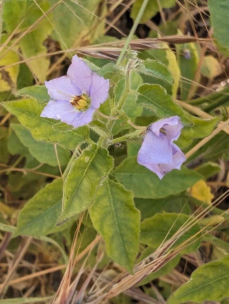 Solanum umbelliferum