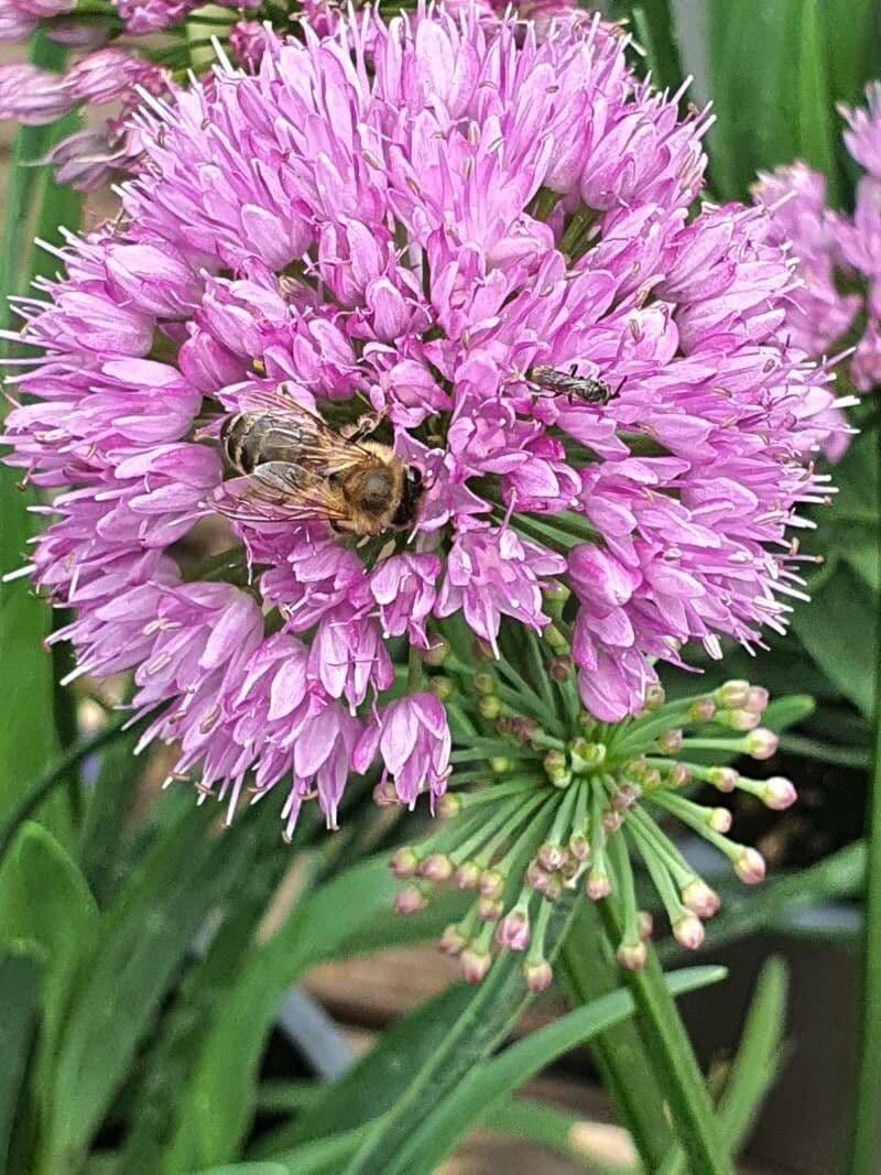 Allium angulosum