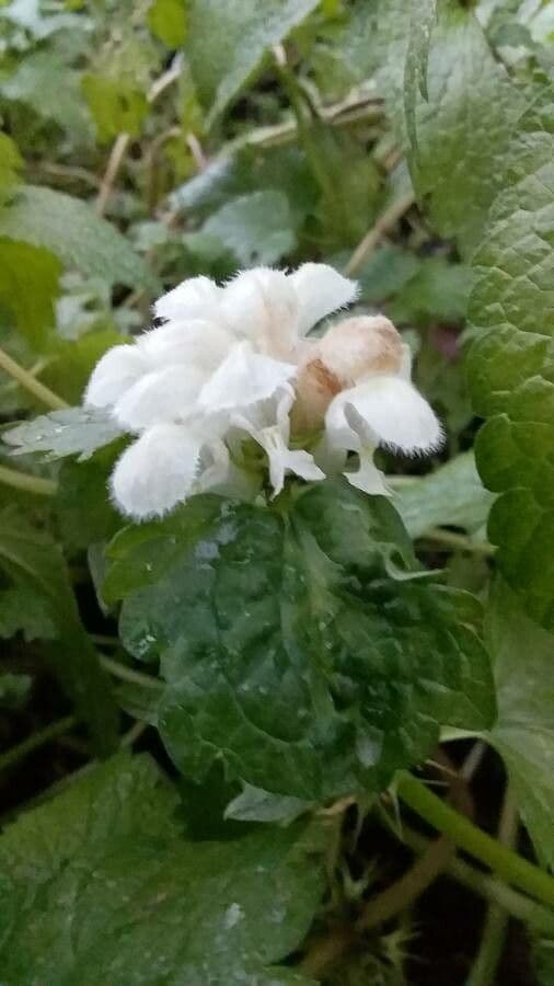 Lamium flexuosum