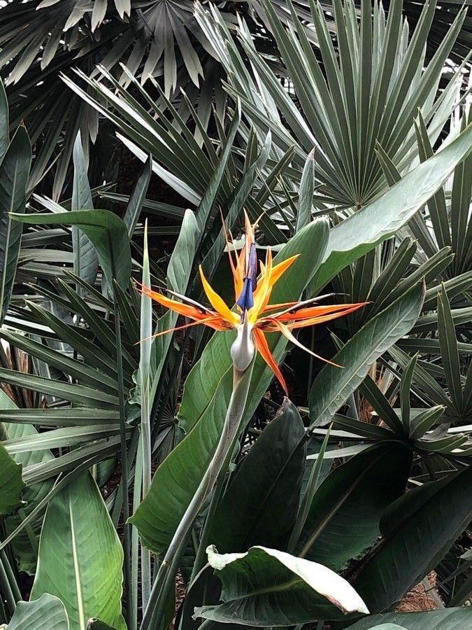 Strelitzia reginae