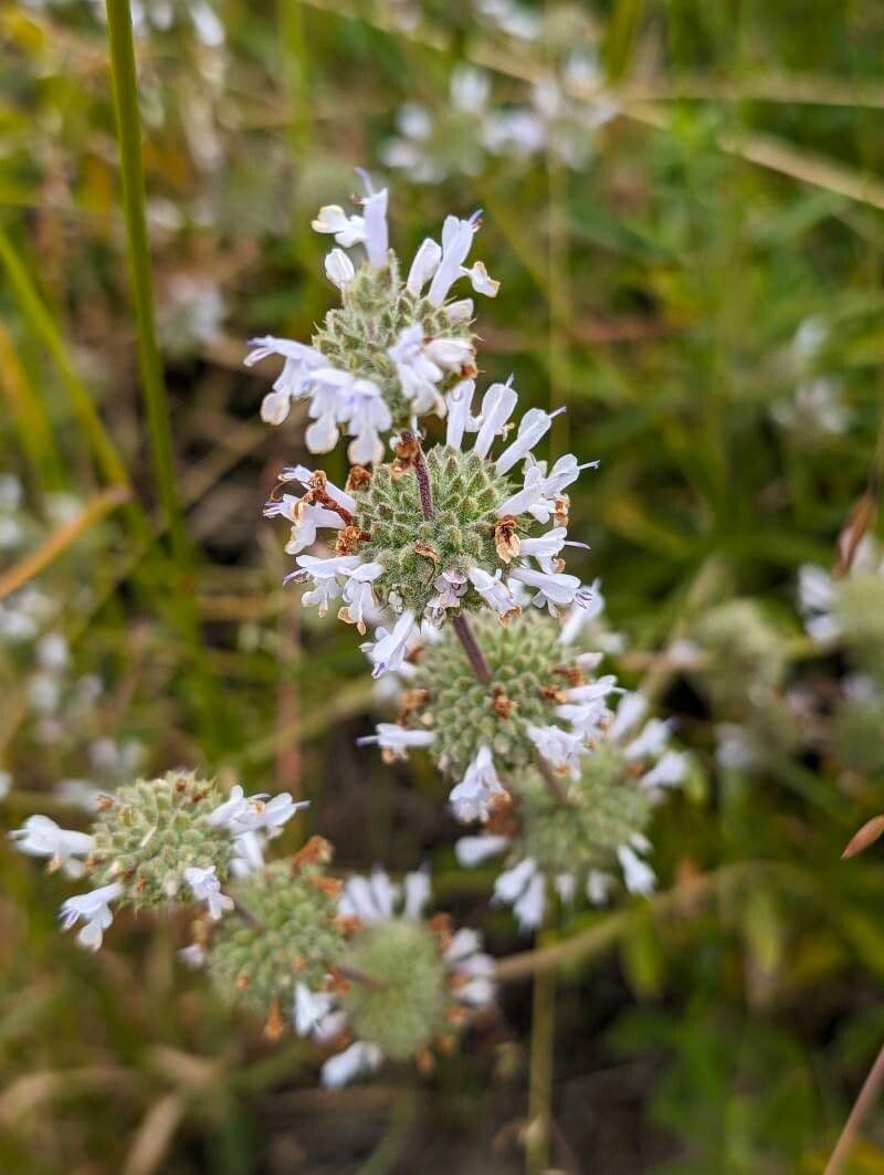 Salvia mellifera