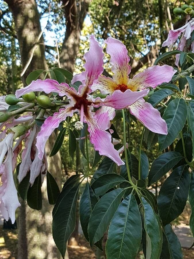 Ceiba speciosa