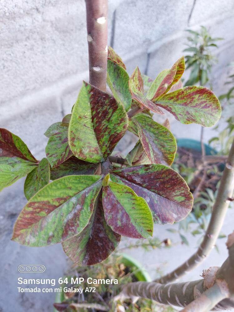 Euphorbia umbellata