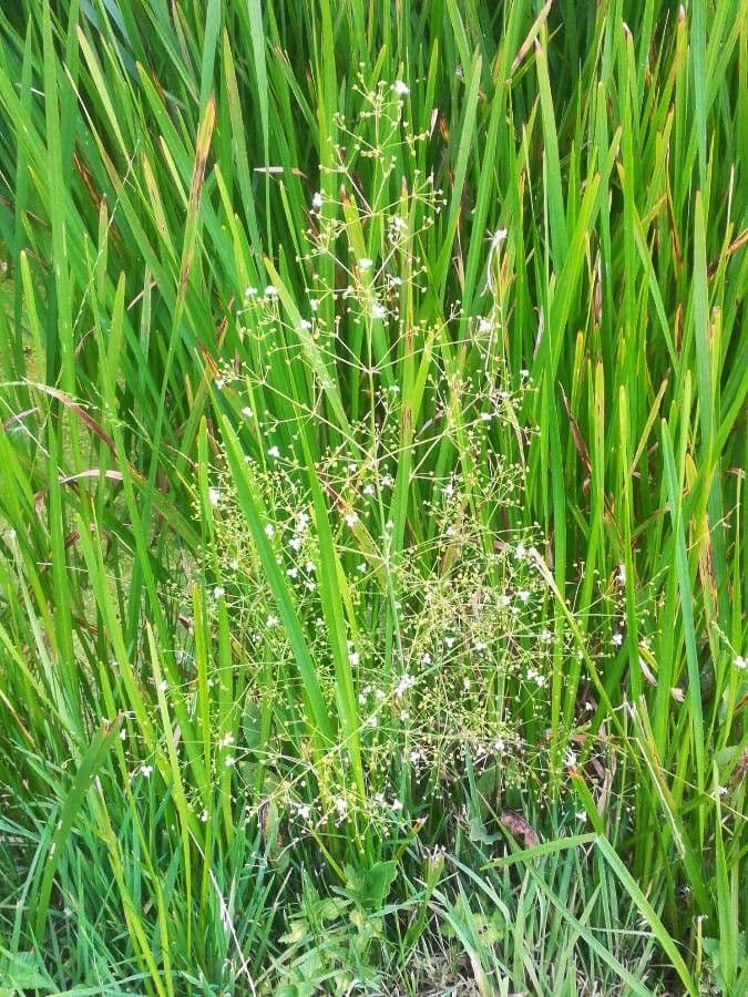 Luronium natans