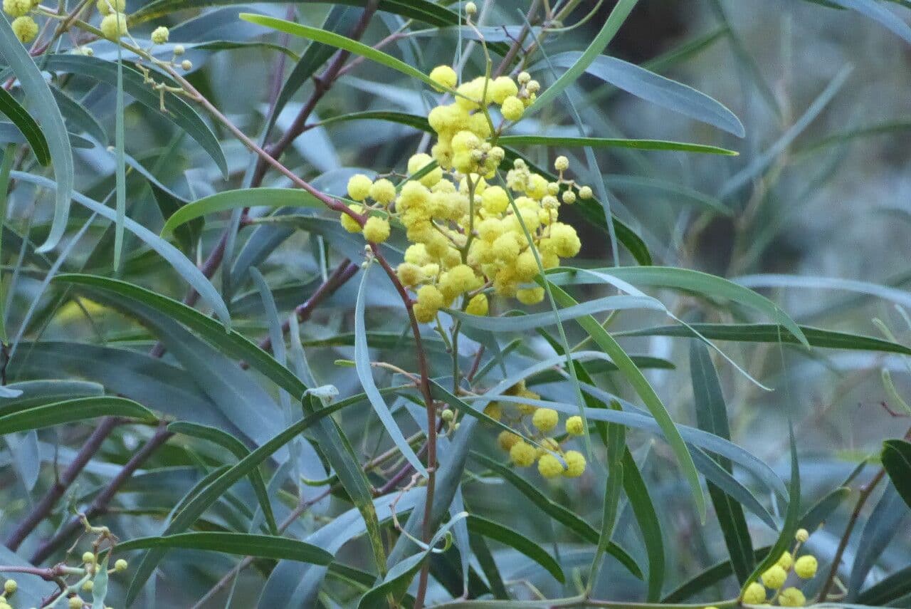 Acacia saligna