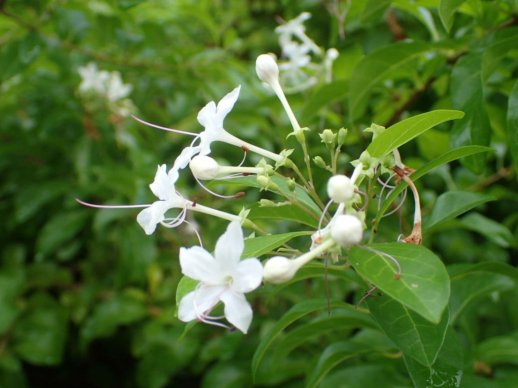 Volkameria inermis