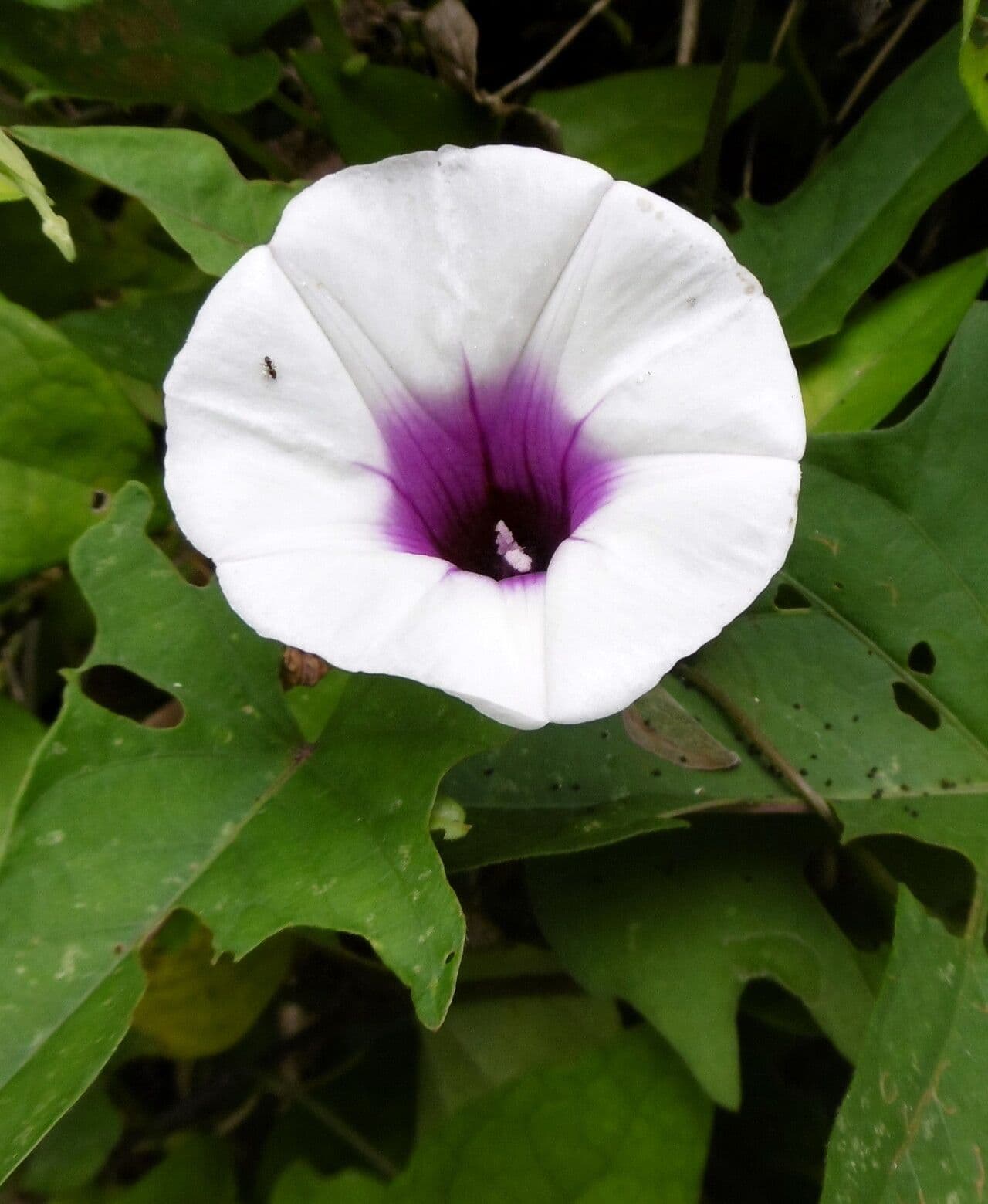 Ipomoea aquatica