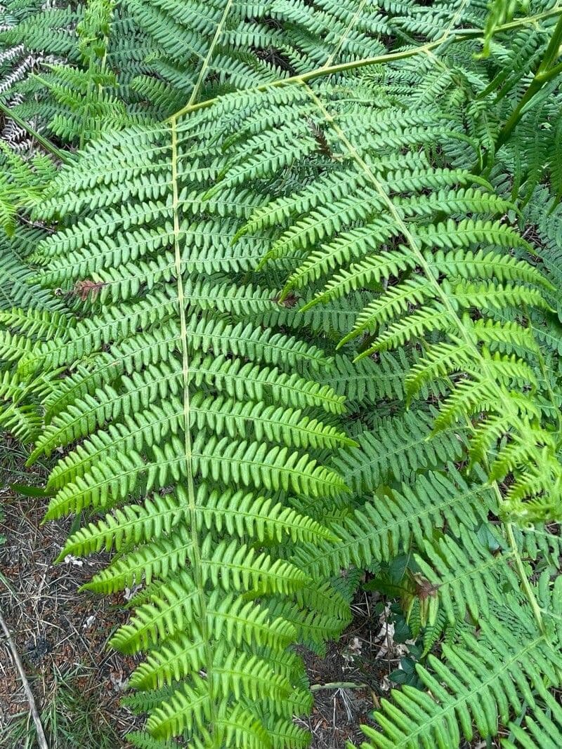 Pteridium aquilinum