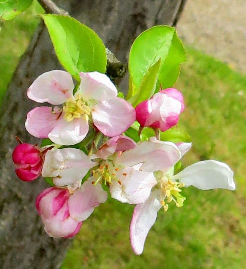 Malus domestica