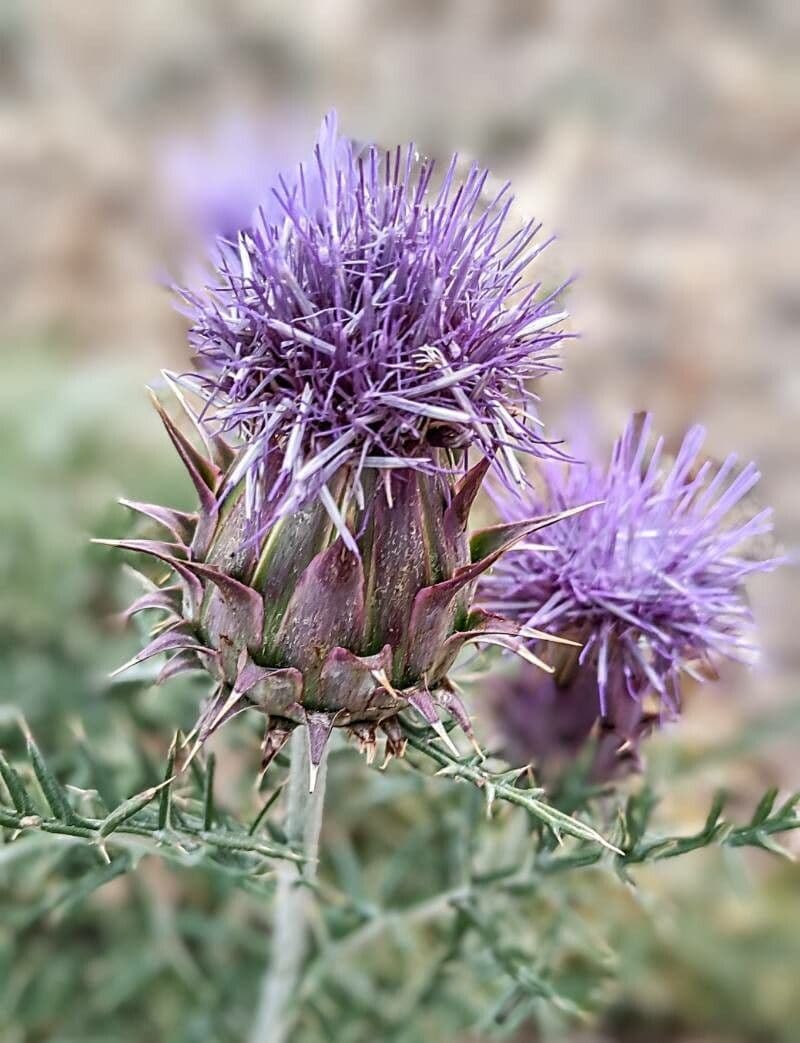 Cynara humilis