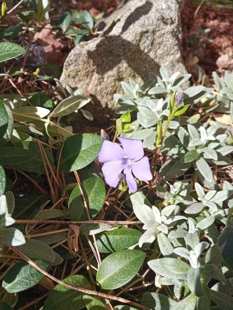 Vinca minor