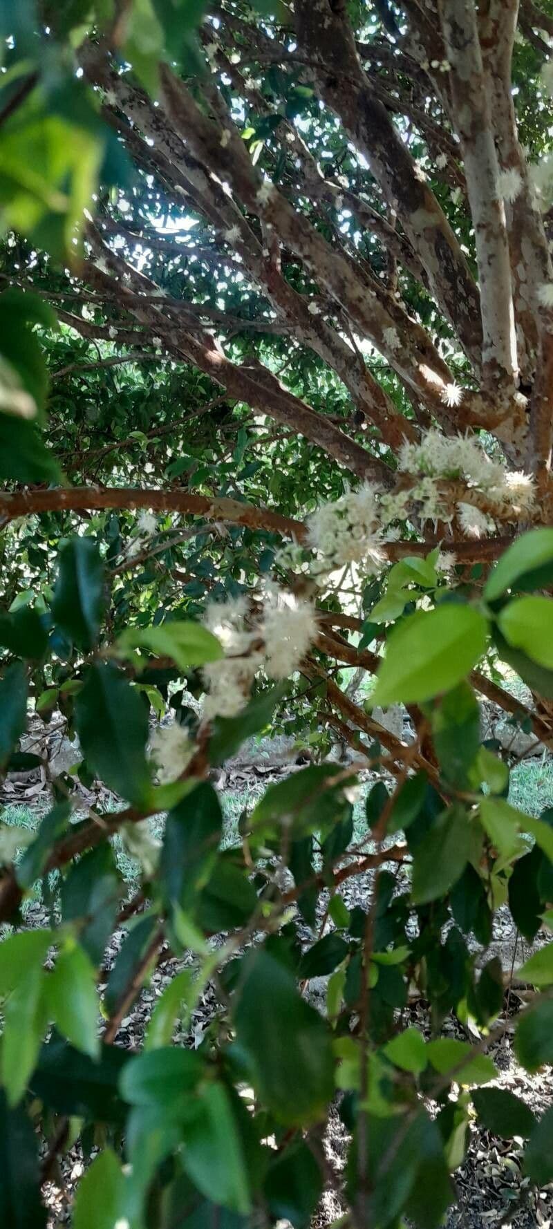 Plinia cauliflora