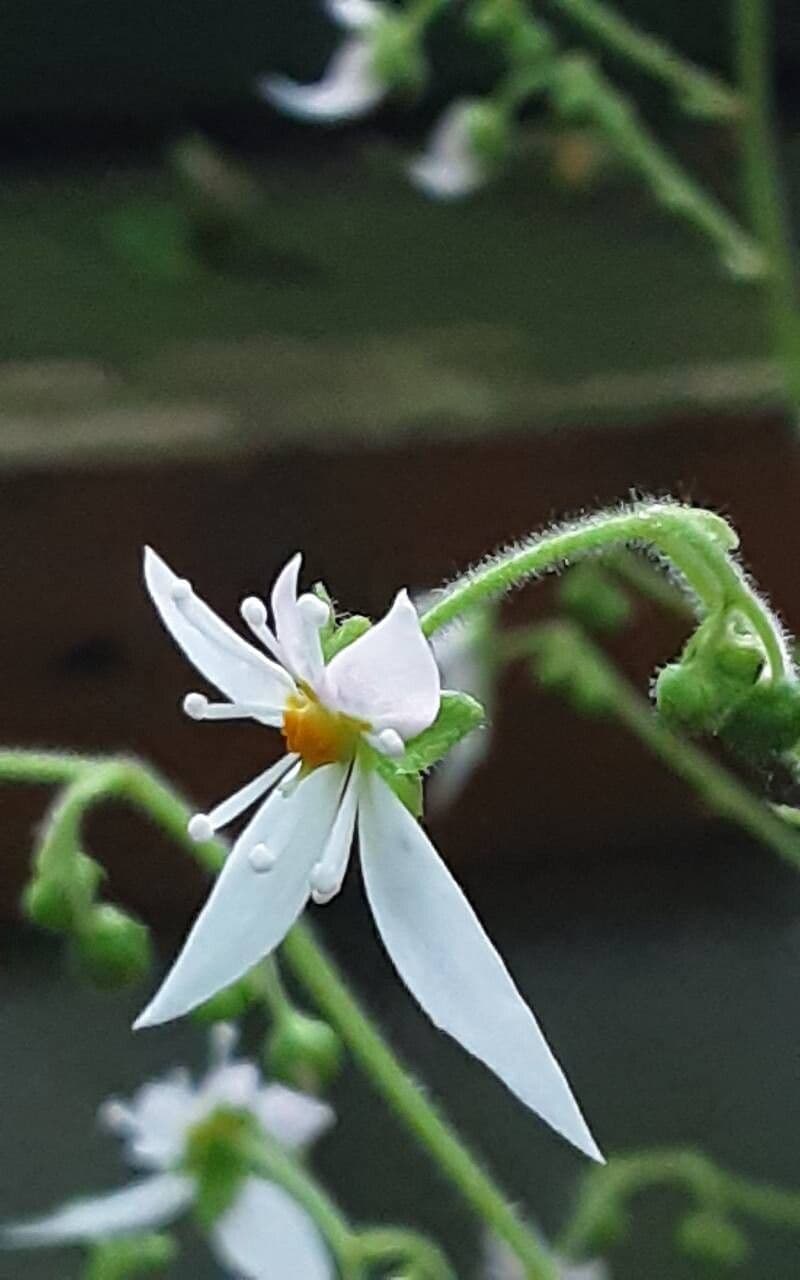 Saxifraga stolonifera