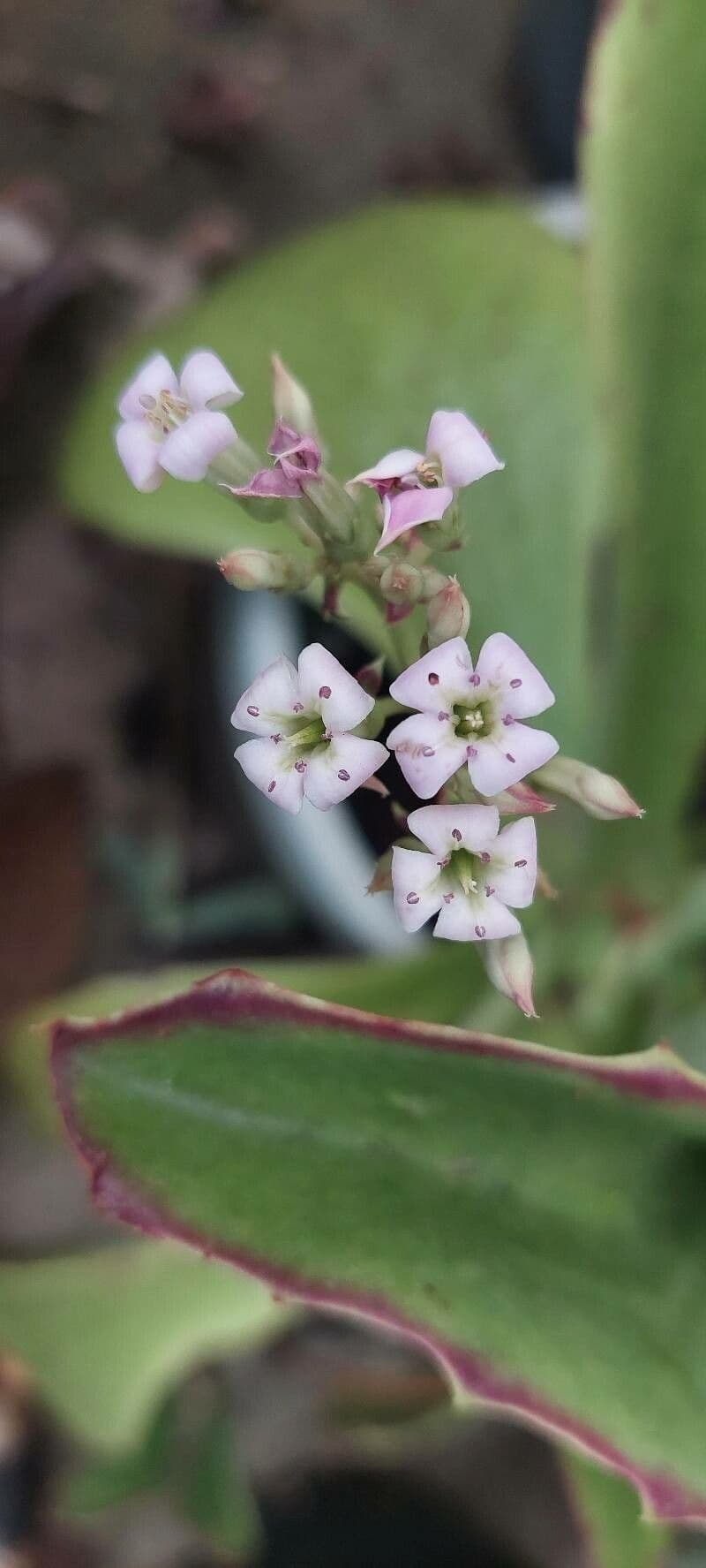 Kalanchoe synsepala