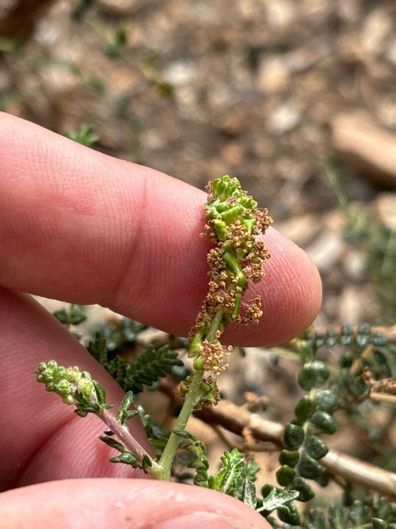 Sarcopoterium spinosum