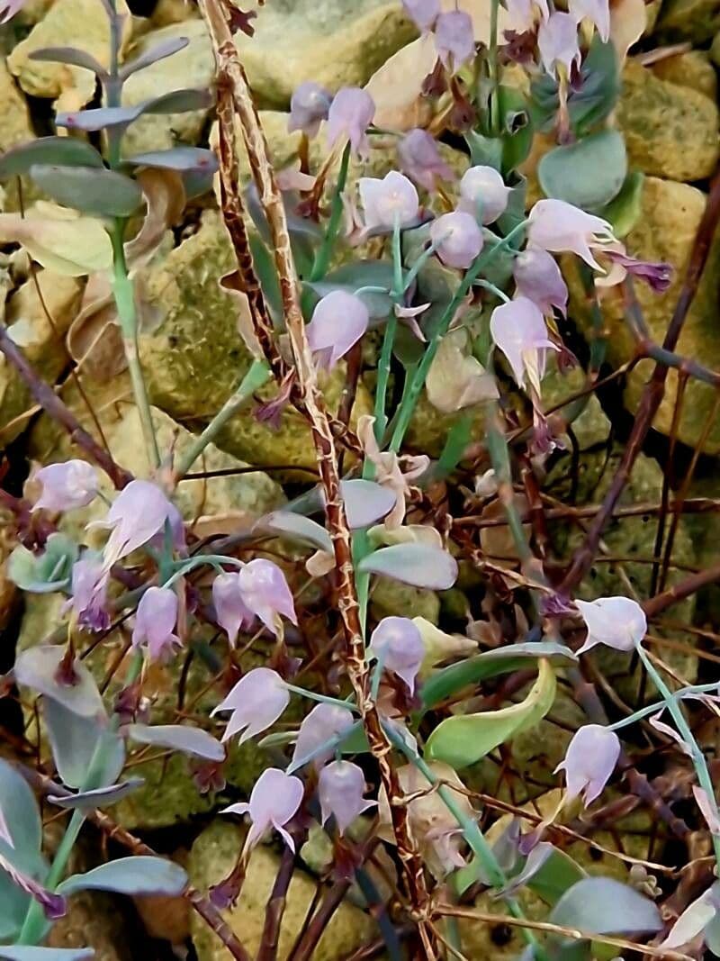 Kalanchoe marnieriana