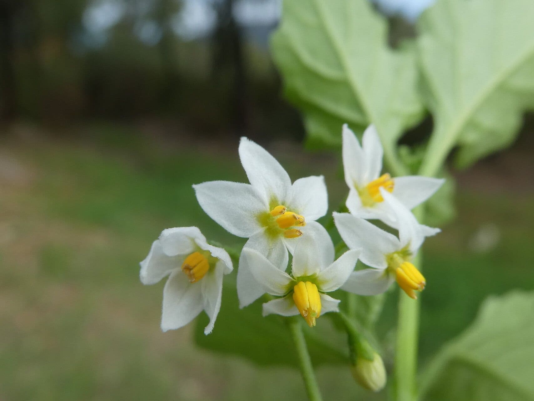 Solanum nigrum