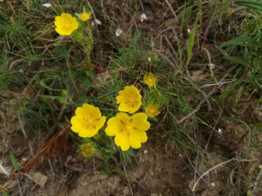 Potentilla hirta