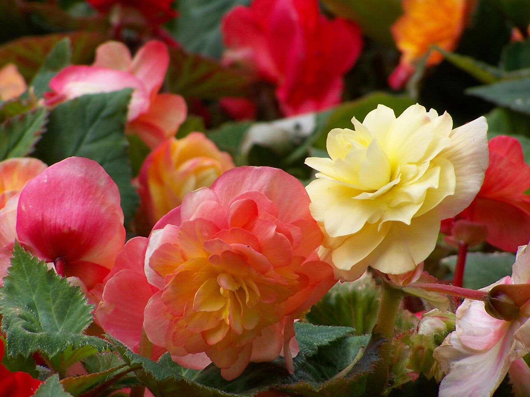 Begonia sutherlandii