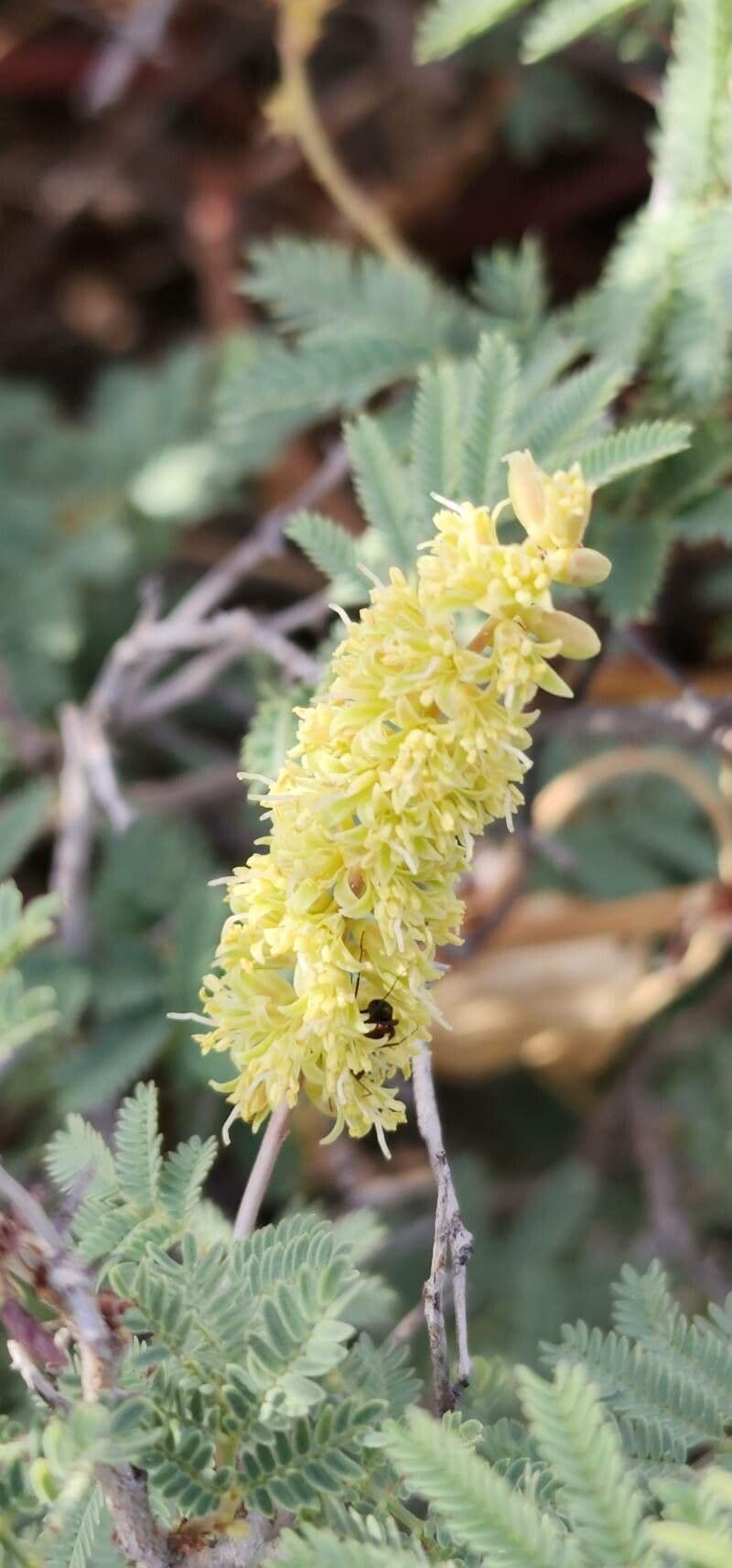 Prosopis farcta