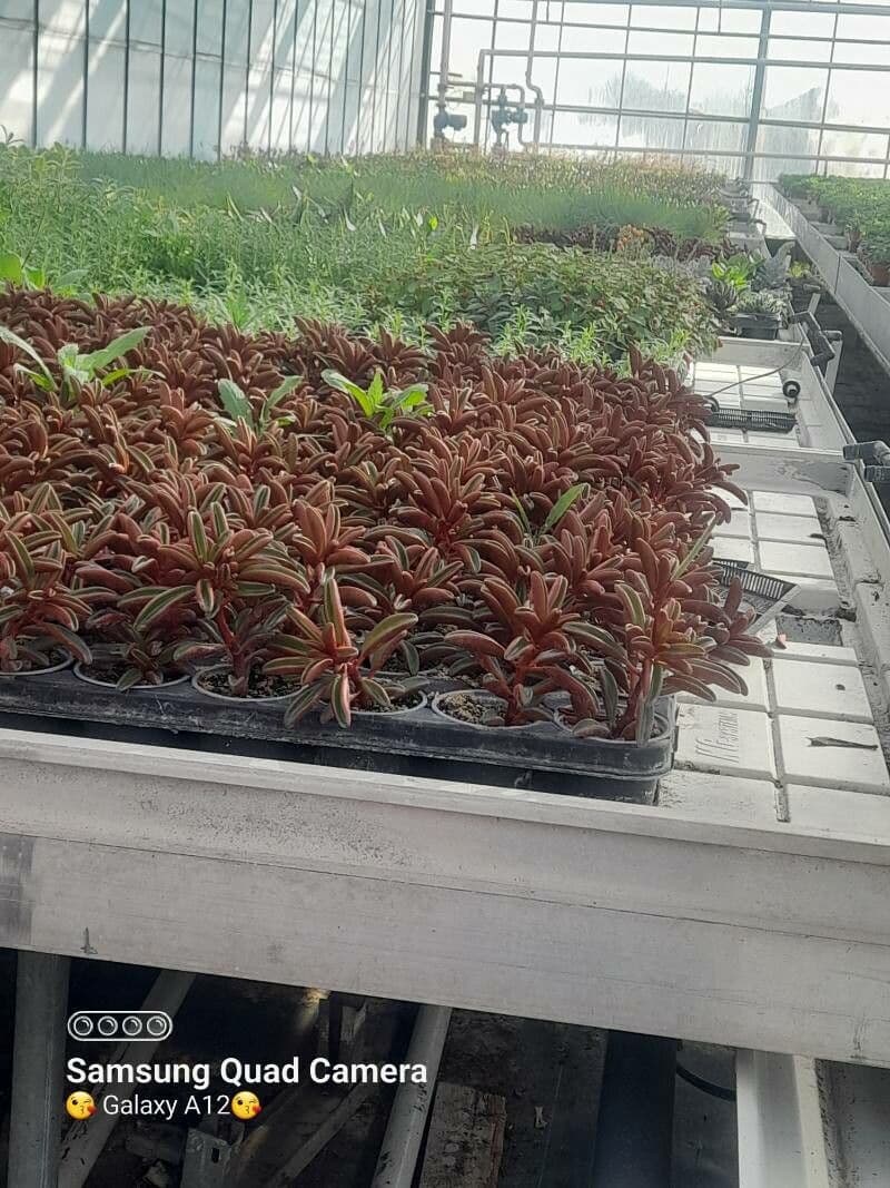 Peperomia graveolens