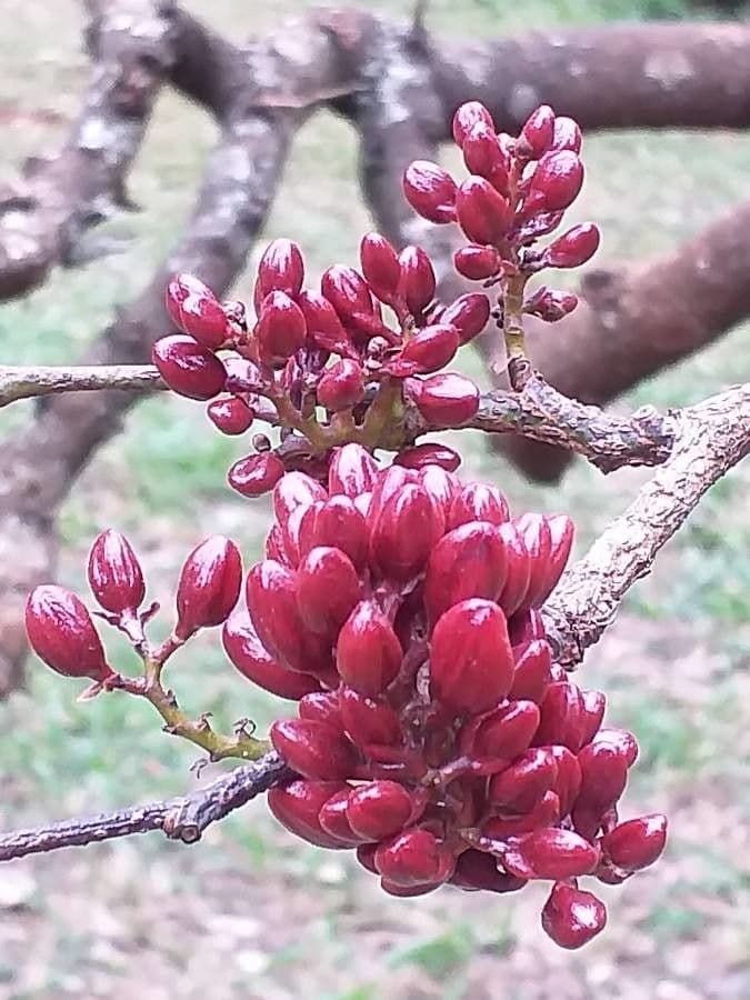 Schotia brachypetala