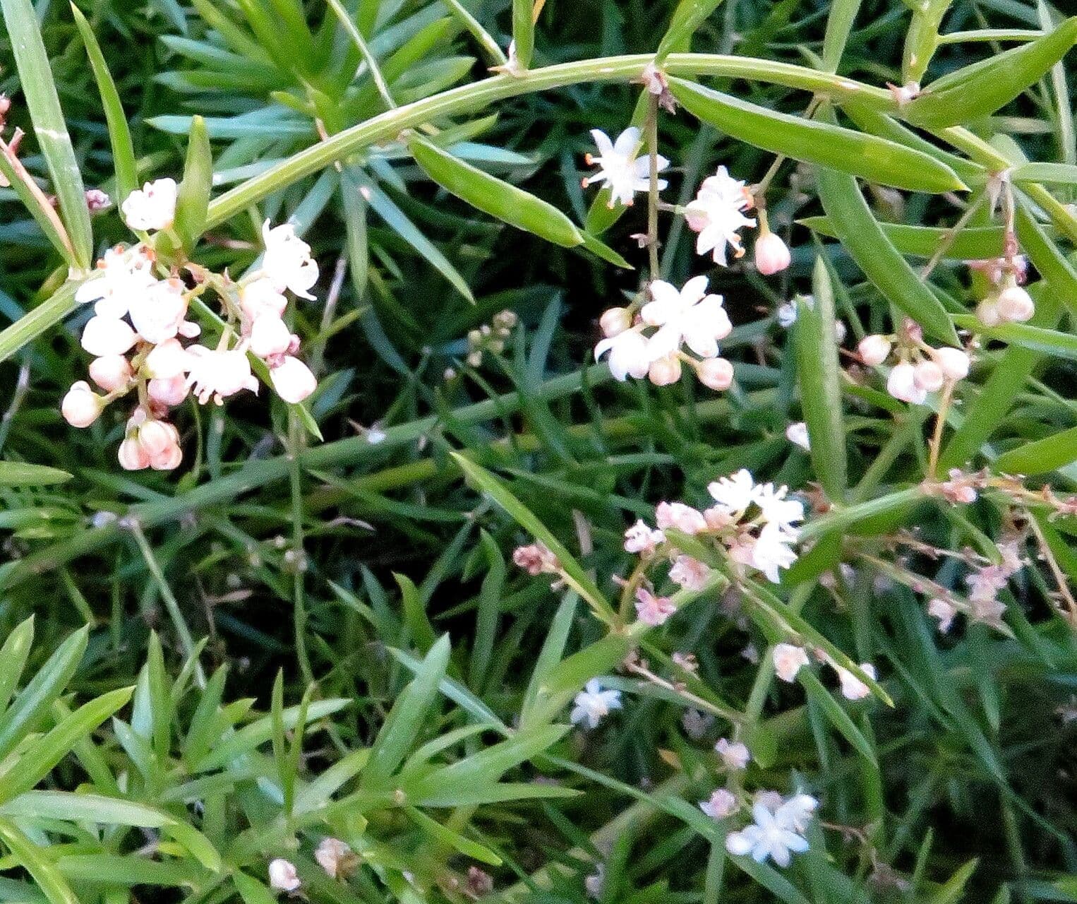 Asparagus setaceus