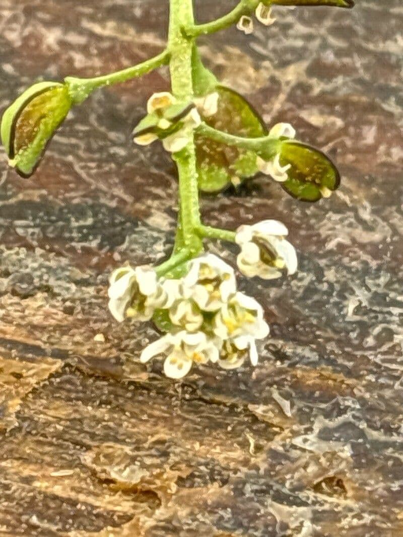Teesdalia nudicaulis